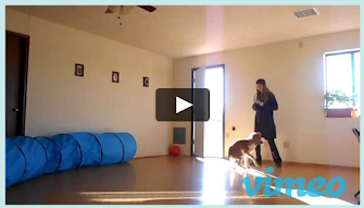 Doggy Dans Online Dog Trainer - Leash Lraining Puppy