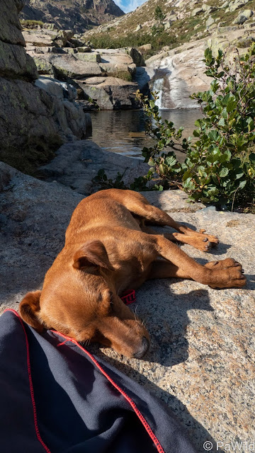 pinscher nain dort près du golo corse