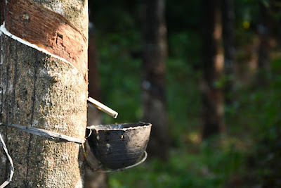 Kelebihan dan Kekurangan Menyadap Karet dengan Mesin