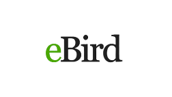 eBird profile