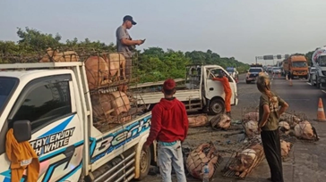 Beberapa Ekor Babi Mati  Bergeletakan di Tol Jagorawi