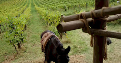 Vineyards in Tuscany