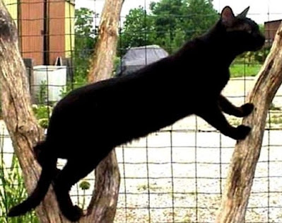Perawatan Ras Kucing Pantherette