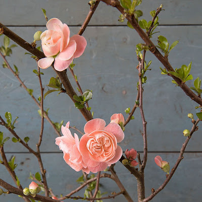 Double Quince Flowering Branches