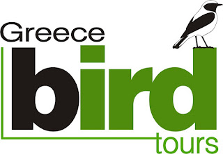 Greecebirdtours@gmail.com