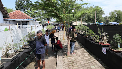 "Jemur Bonsai" Hiasi Alun-alun Pituruh