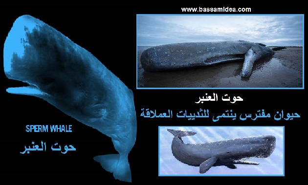 #حوت_العنبر_حيوان_مفترس_ينتمى_للثدييات_العملاقة_Sperm_whale