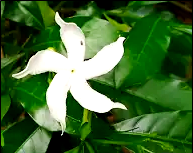 Fine Jasmine Flower at branch