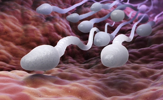 Sperm Quality Negatively Impacted By Depression, Study Finds