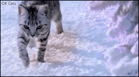 Funny Cat GIF • Adventure of a curious kitty in a snowy land. 'Oops... snow falls on my head [ok-cats-gifs.com].