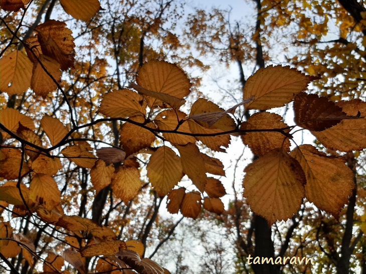 Мелкоплодник ольхолистный / Рябина ольхолистная (Micromeles alnifolia, =Sorbus alnifolia)