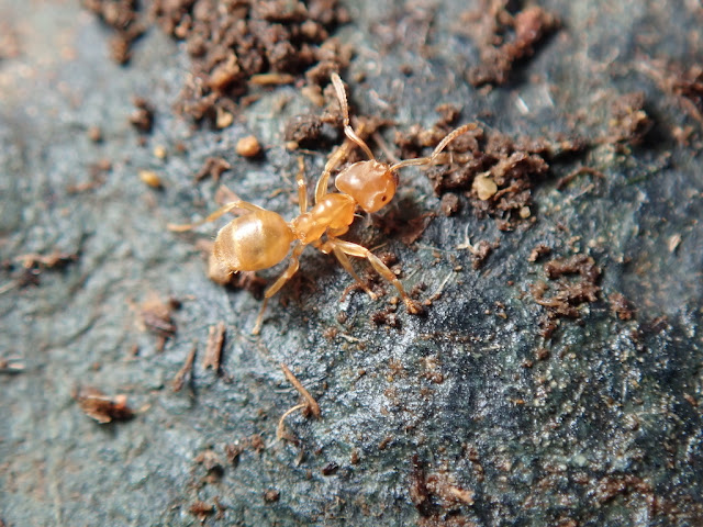 Lasius flavus