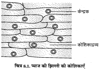 Solutions Class 8 विज्ञान Chapter- 8 (कोशिका – संरचना एवं प्रकार्य)