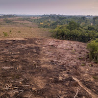 Amazon semakin gondol, penebangan hutan semakin berleluasa