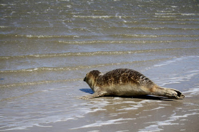 Seehund am Ordinger Strand flieht in die Nordsee