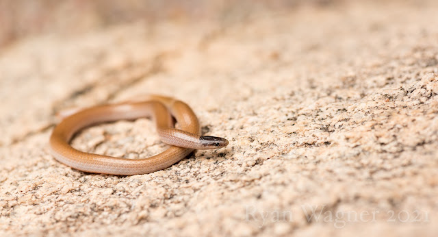 southwestern blackhead snake