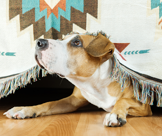 Tan and white crossbreed dog hiding underneath a blanket under the sofa