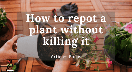 How to repot a plant without killing it