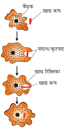 अमीबा में पोषण का सचित्र