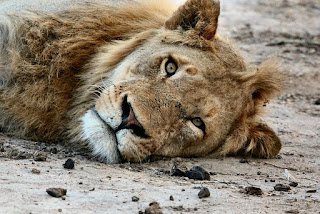 सपने में मरा हुआ शेर देखना,( Sapne Mein Mara Hua Sher dekhna)