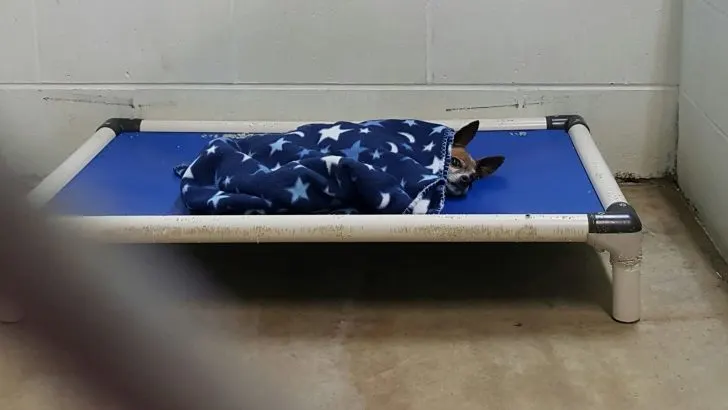 When it’s bedtime… he still tucks himself in at night like his owner used to do. 