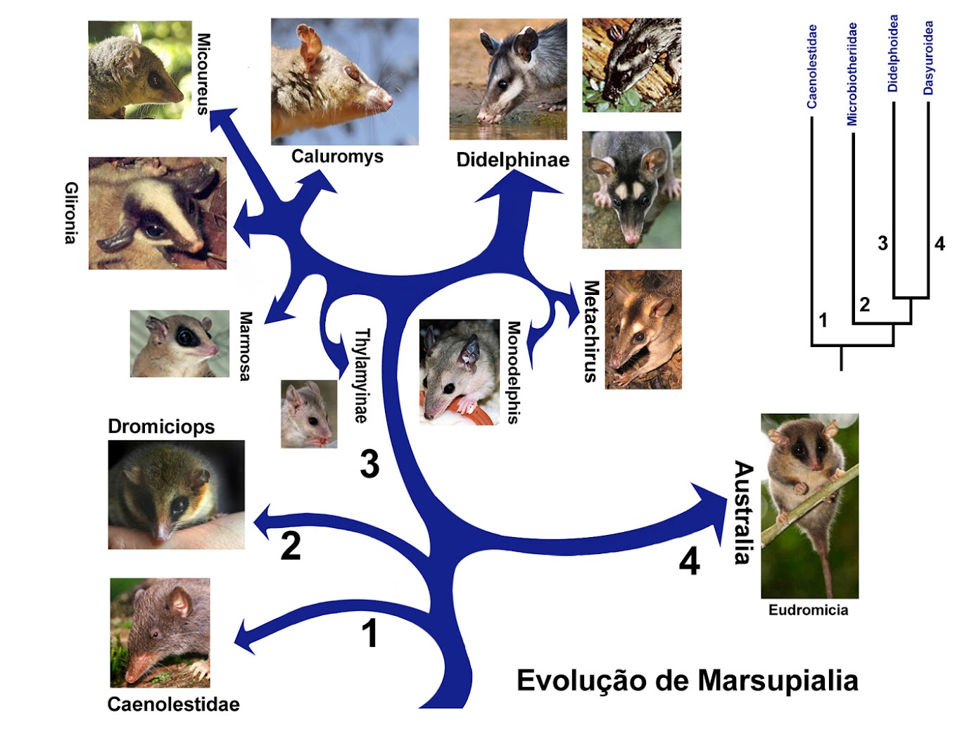 Marsupial Evolution