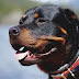 Rottweiler dog breed: information character of the Butcher's Dog.