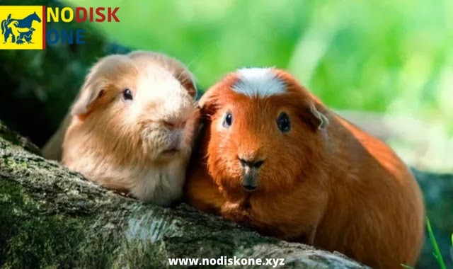 Guinea Pig Breeds: A list of all the different breeds of guinea pigs