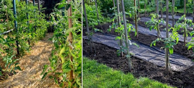 Cómo proteger el suelo de forma natural