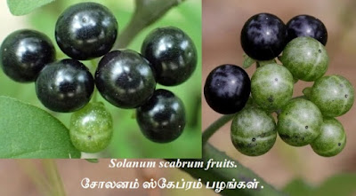 Solanum scabrum  fruits