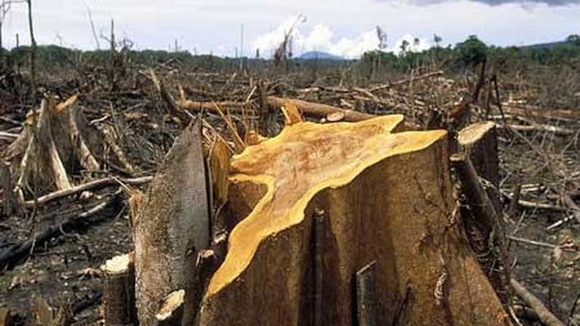 Kerusakan Hutan Ulah Tangan Manusia, Undang Bencana