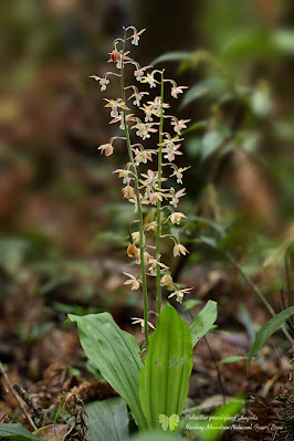 Calanthe graciliflora - Graceful Flowered Calanthe care