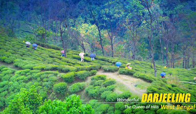Darjeeling Package Tour from NatureWings