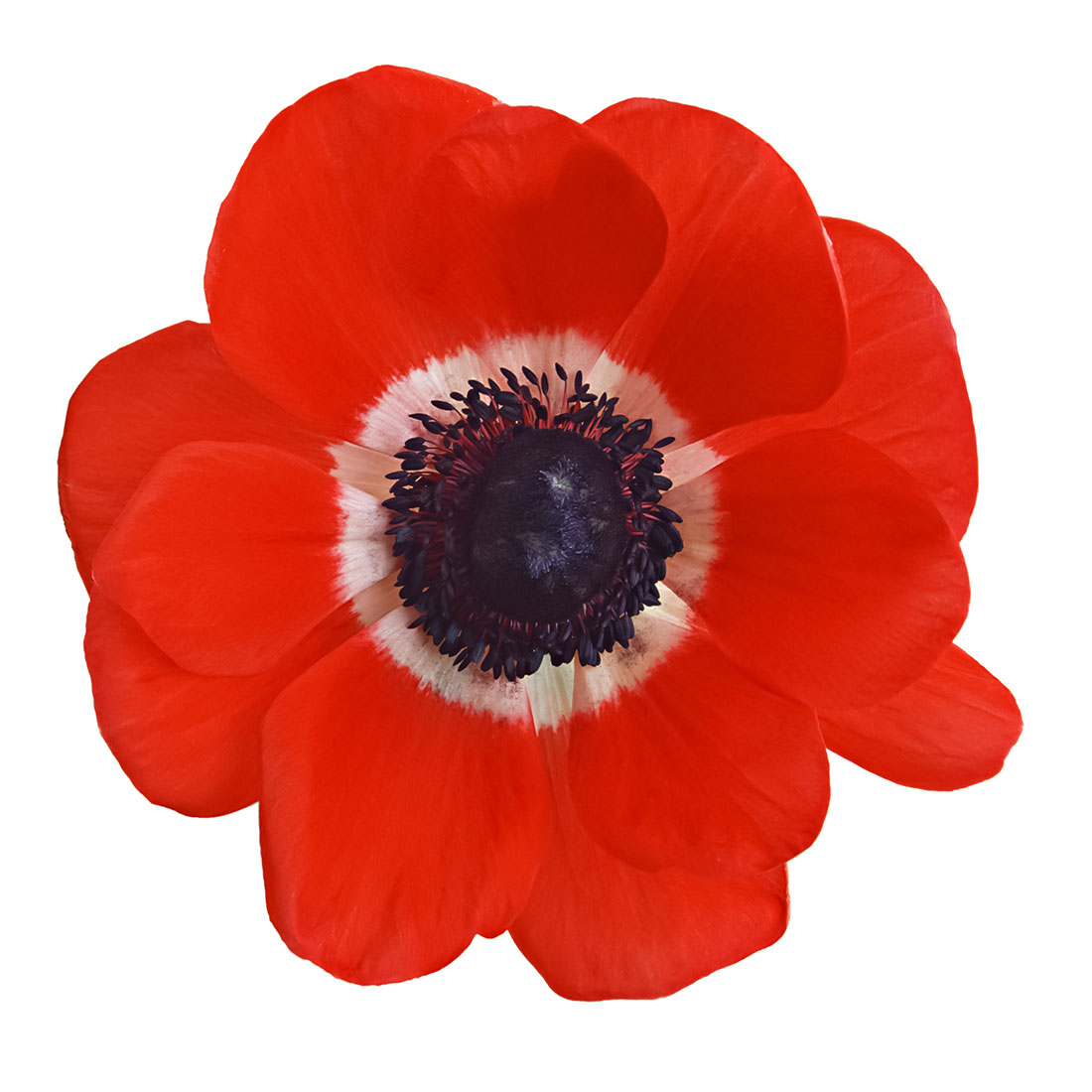 Red Anemones Flower