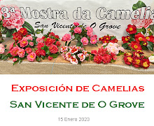 Camelias en San Vicente  O Grove