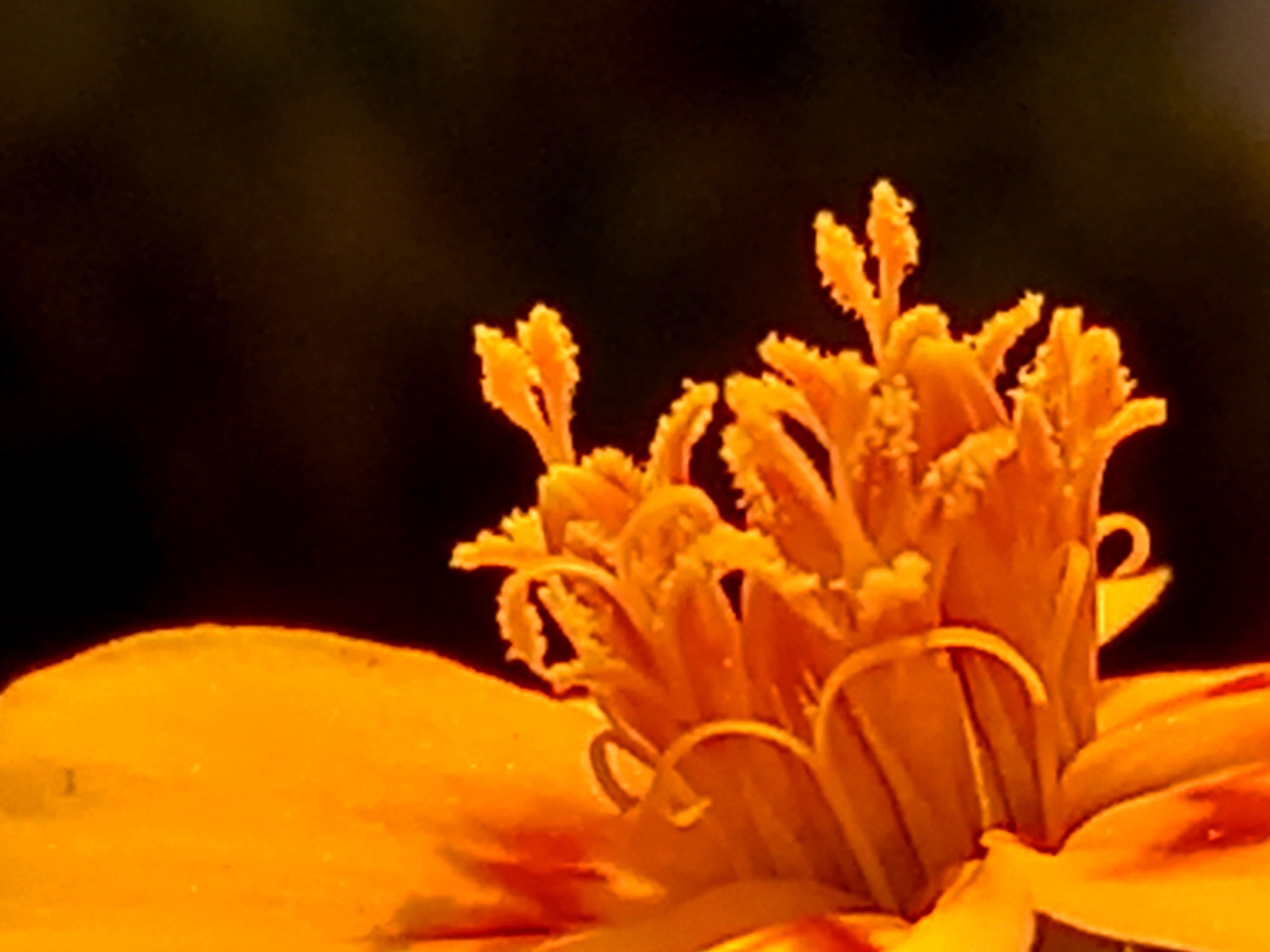 French Marigold Flower Pollen Images