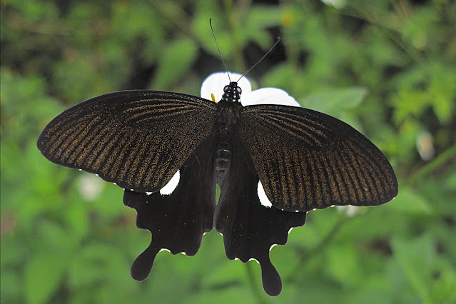 Papilio chaon