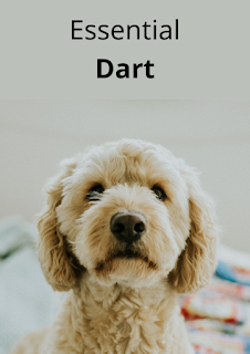 Essential Dart eBook - free flutter books pdf
