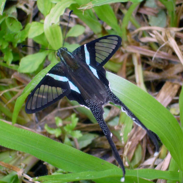 Бабочка Зеленый хвост Дракона (Lamproptera meges)