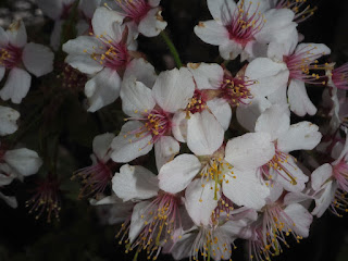 Вишня ниппонская (Prunus nipponica, =Cerasus nipponica)