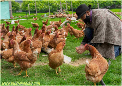 jagung pakan ternak