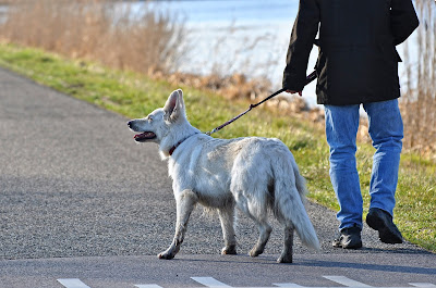 comment dresser son chien a ne pas tirer en laisse