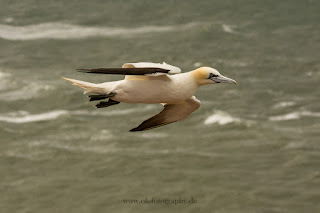 Wildlifefotografie Sturm Helgoland Basstölpel