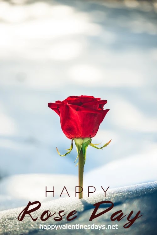 red rose images free download