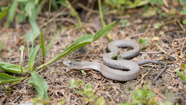 lake erie watersnake ohio