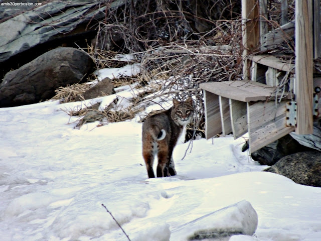 Bobcat o Lince Rojo en New Hampshire