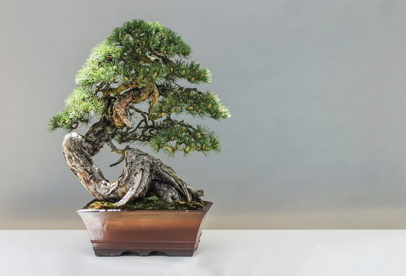 bonsai 2