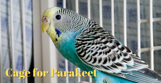 How to Choose Parakeet Cage