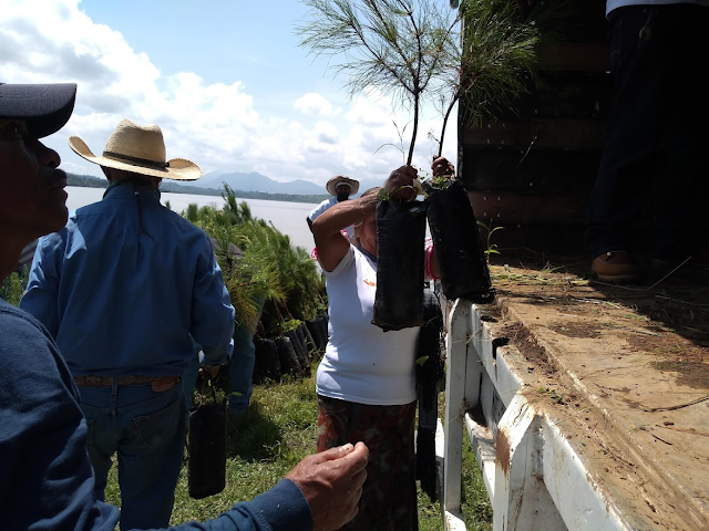 Prestar atención a las plagas que afectan los bosques, pidió el presidente de APEAM, José Luis Gallardo