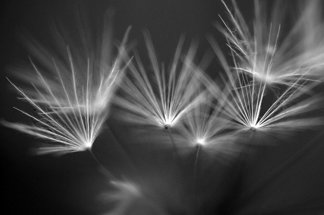 Dandelions Close-up